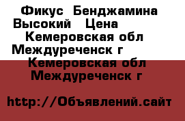 Фикус  Бенджамина Высокий › Цена ­ 2 000 - Кемеровская обл., Междуреченск г.  »    . Кемеровская обл.,Междуреченск г.